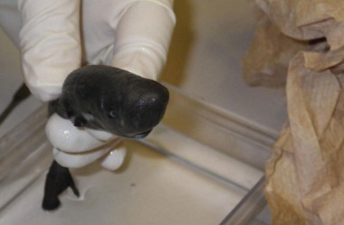 Minitubarão de 14 cm é encontrado no Golfo do México.