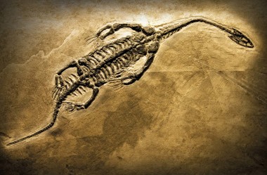 Foram encontrados fósseis com sangue de dinossauro.