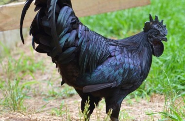 Galinha gótica? Conheça a ave  que tem penas, carne, e até ovos negros.