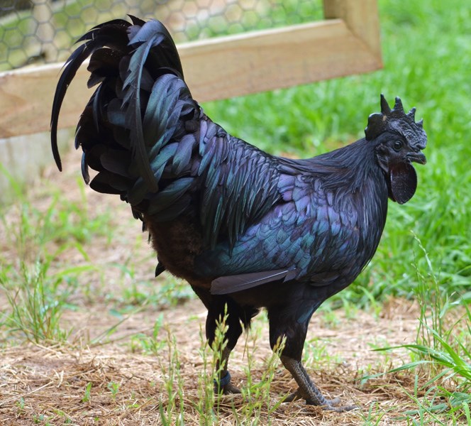 galinha negra01