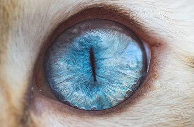 As 15 fotos mais alucinantes de olhos de gatos.