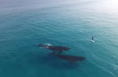 Homem fazia stand up paddle a poucos metros de baleias e foi flagrado por Drone