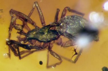 Aranhas com grandes chifres e 99 milhões de anos são descobertas na Ásia e assustam cientistas