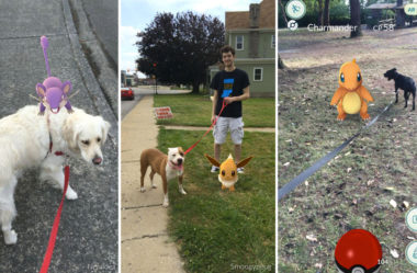 Abrigo de cachorros pede para treinadores de Pokémon Go passearem com os cães em suas jornadas