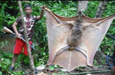 Morcego gigante e bizarro é capturado na Selva das Filipinas!