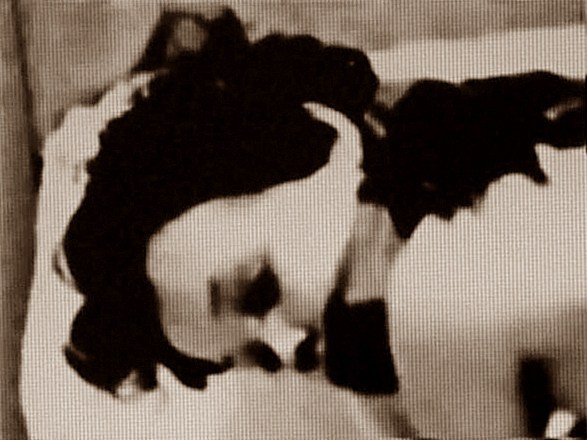 Lesley Ann (foto da vítima amordaçada com lenço de Myra - imagem feita pelo...