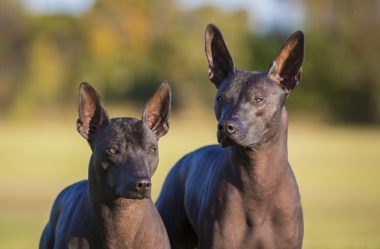 XOLOITZCUINTLES: A INCRÍVEL HISTÓRIA DOS CACHORROS ASTECAS QUE GUIAVAM SEUS DONOS PARA O SUBMUNDO