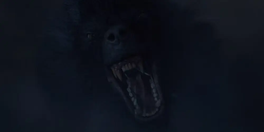 BLACK SCHUCK